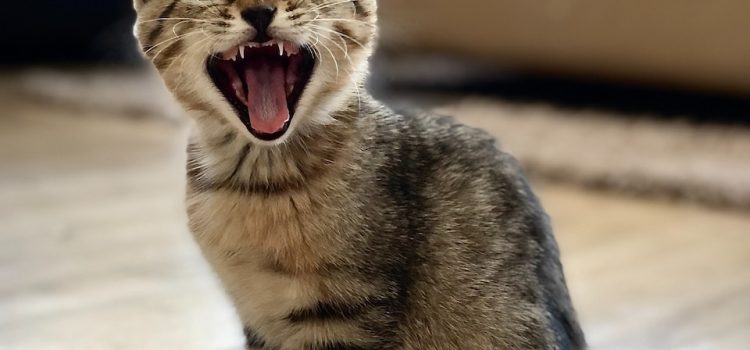 silver tabby kitten on floor