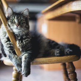 A-t-il un shampoing humain pour chat ?