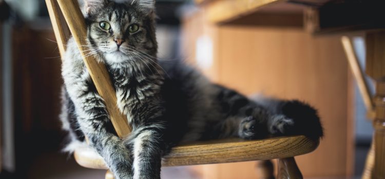 brown tabby cat on wooden windsor chair